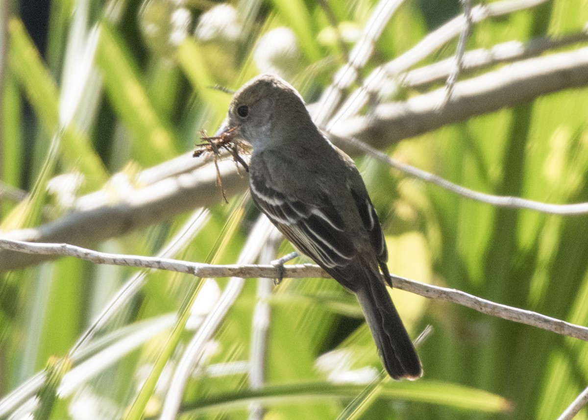 Great Crested Flycatcher - ML153647451