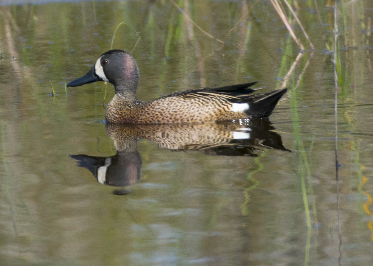 Blue-winged Teal - ML153647731