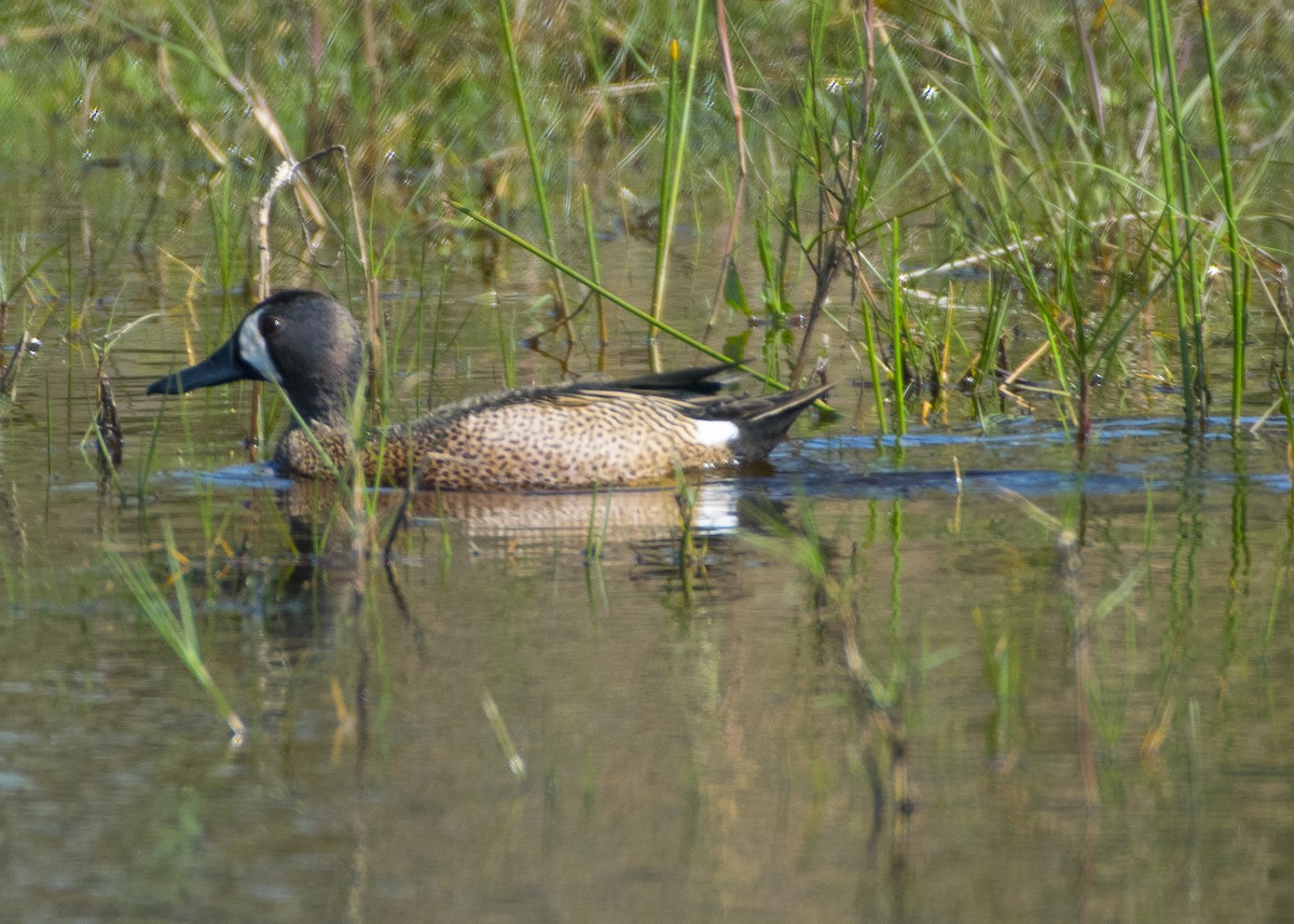 Blue-winged Teal - ML153647971