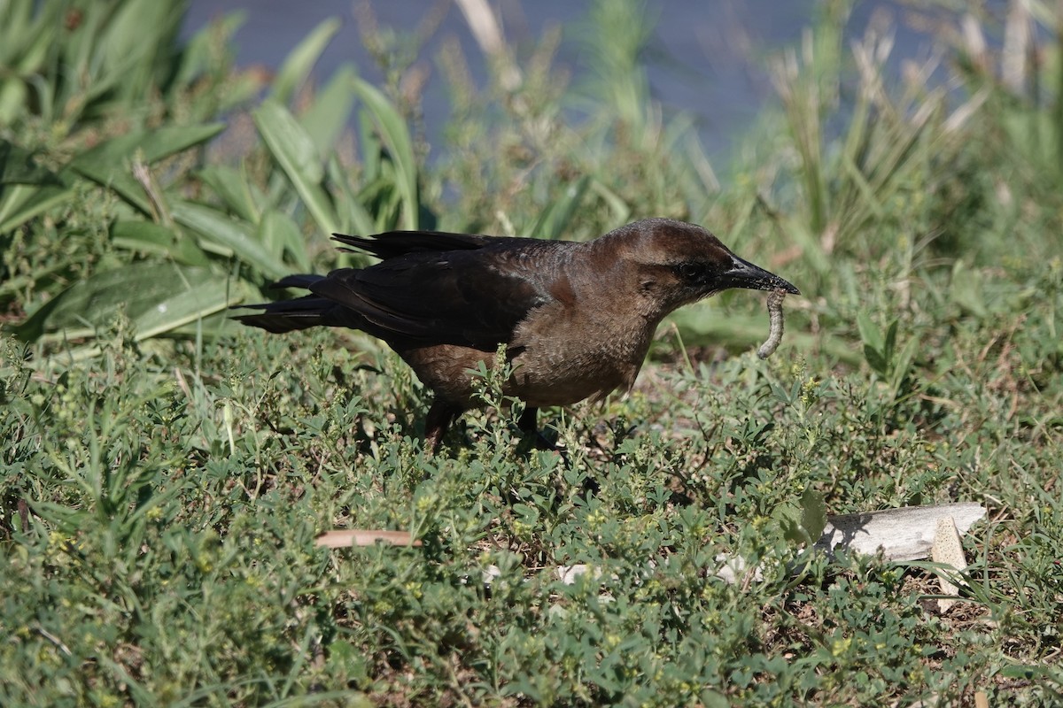 Boat-tailed Grackle - Sara Griffith