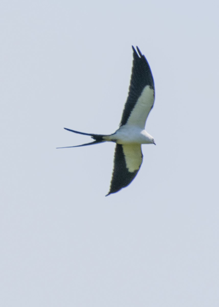 Swallow-tailed Kite - ML153648131
