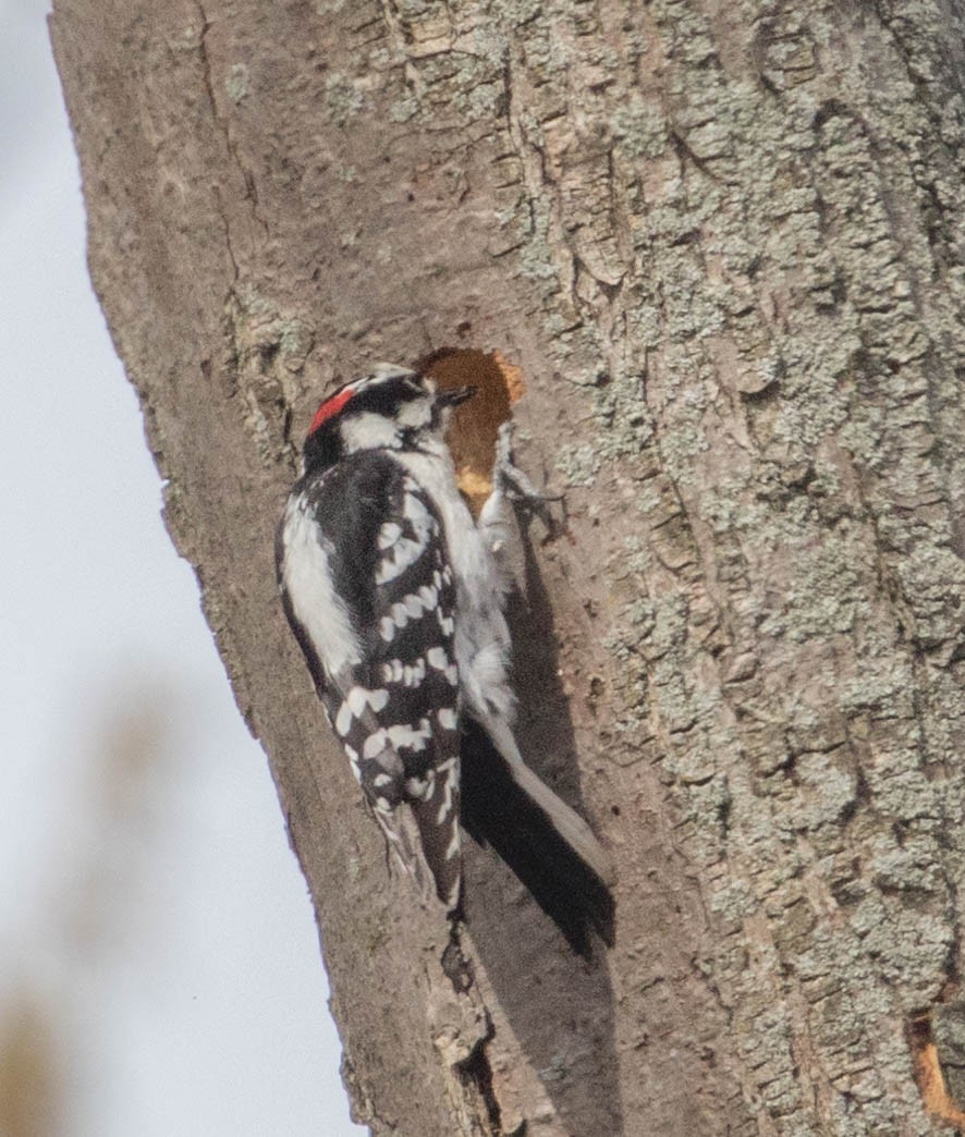 Hairy Woodpecker - ML153648221