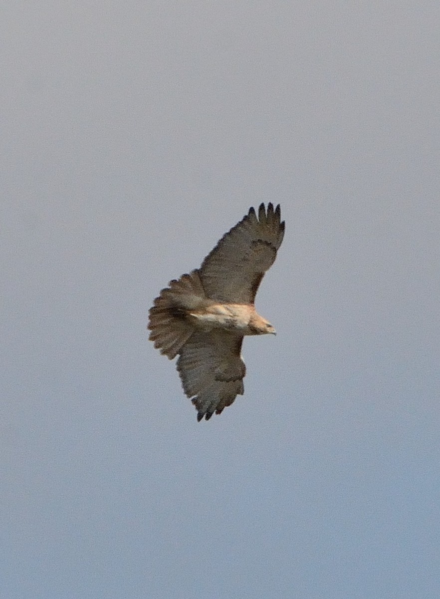 Red-tailed Hawk - ML153648561
