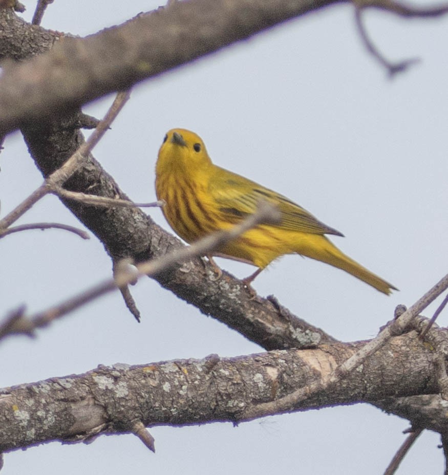 Yellow Warbler - ML153648851