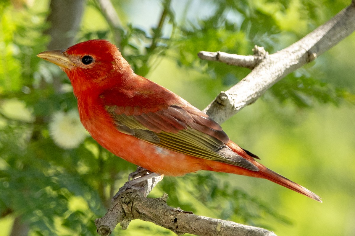 Summer Tanager - Scott Young