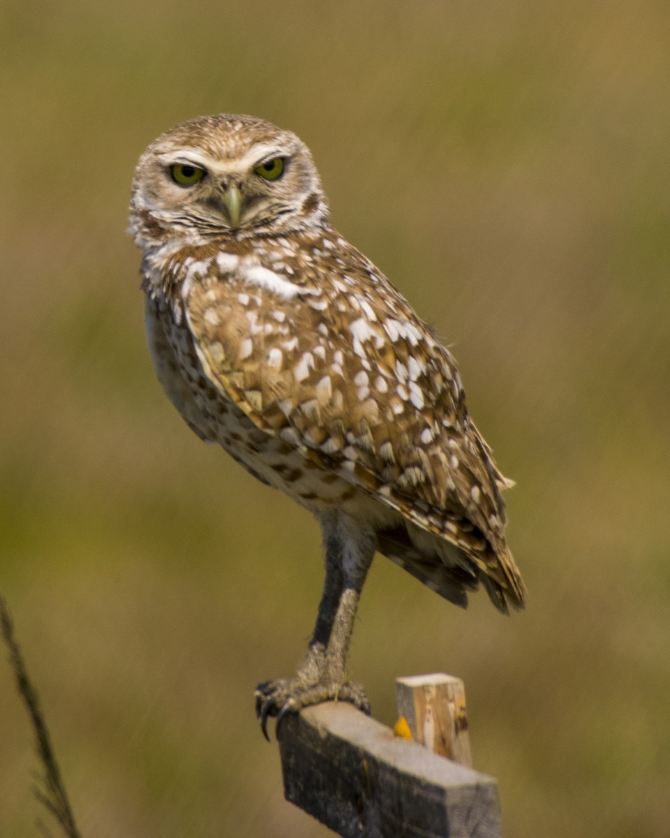 Burrowing Owl - Susan Barnard