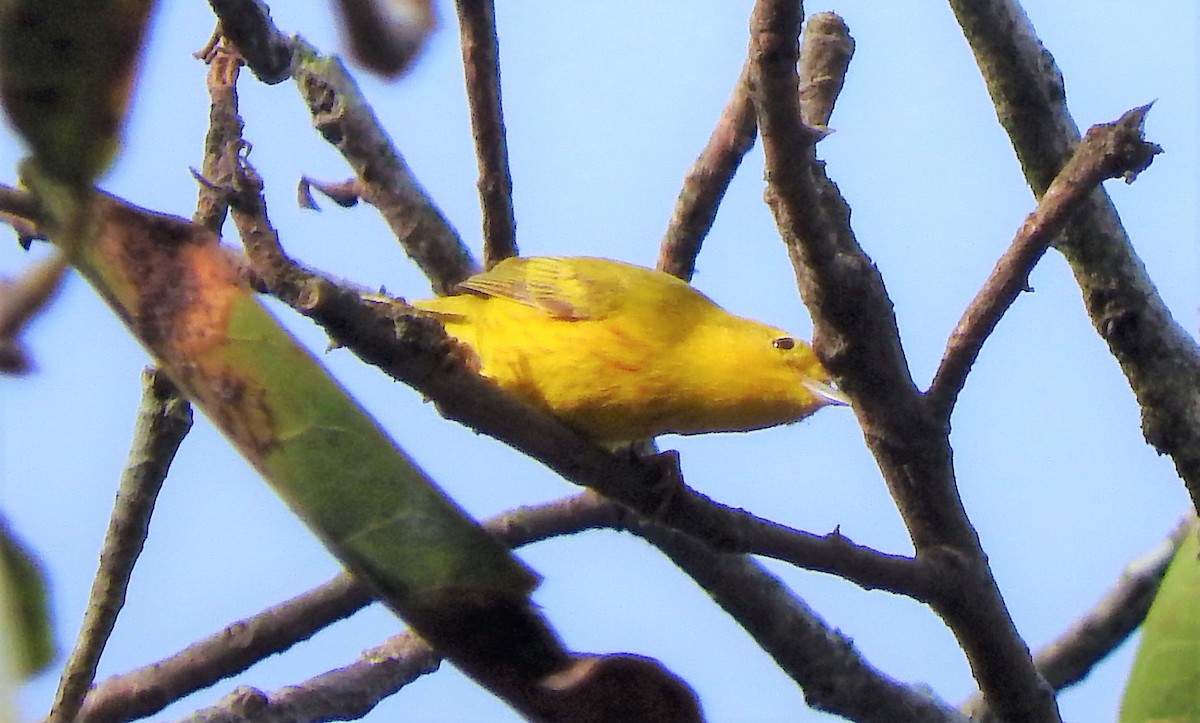 Yellow Warbler - ML153651091