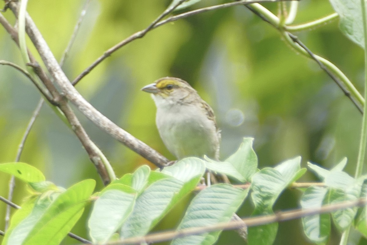 Yellow-browed Sparrow - Peter Kaestner