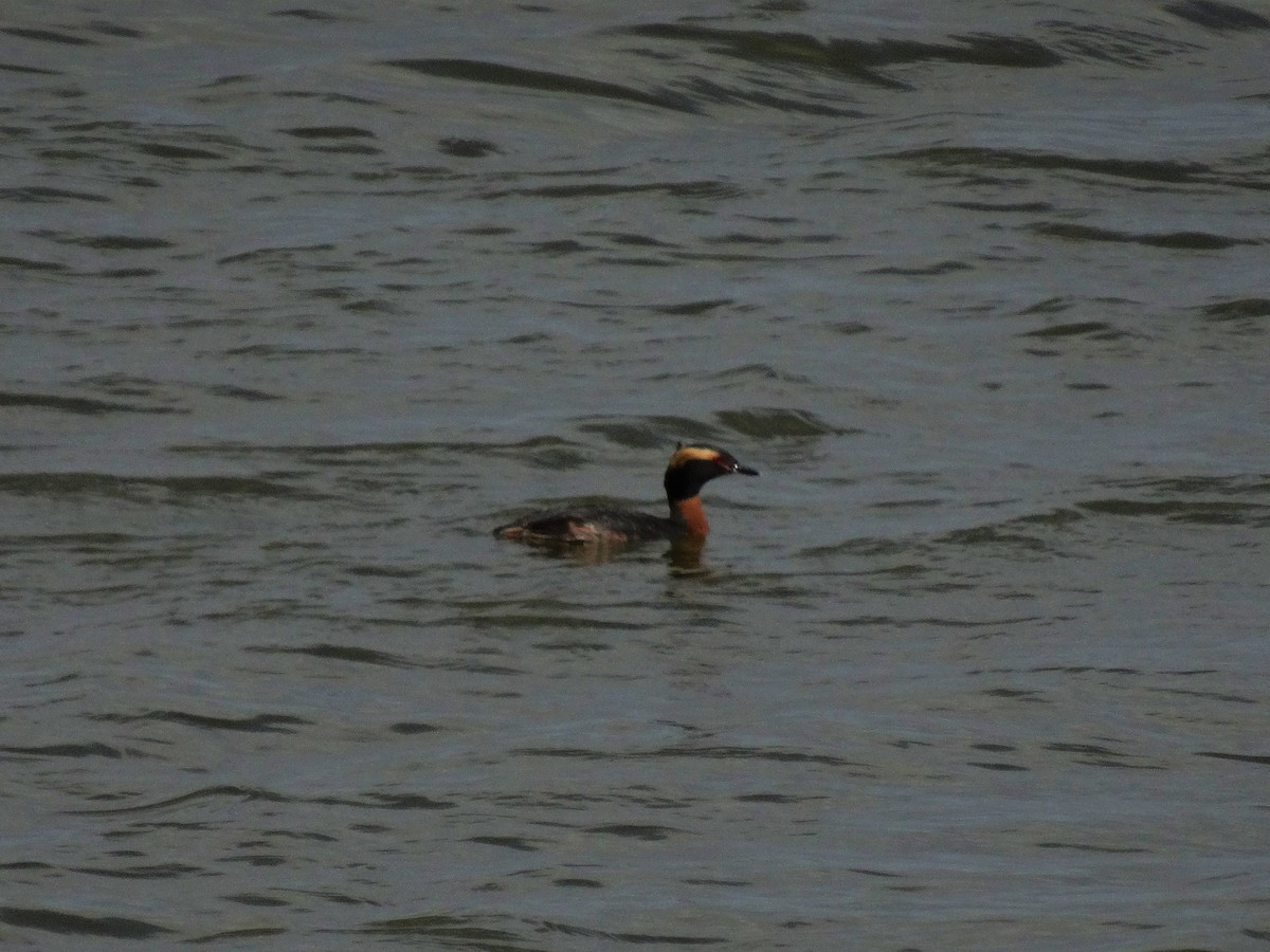 Horned Grebe - Mike Russum