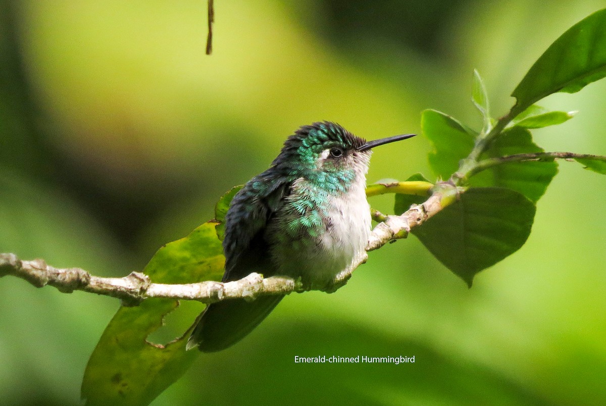 Emerald-chinned Hummingbird - ML153653561