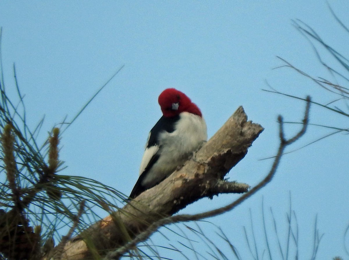 Red-headed Woodpecker - Doug Pfeiffer