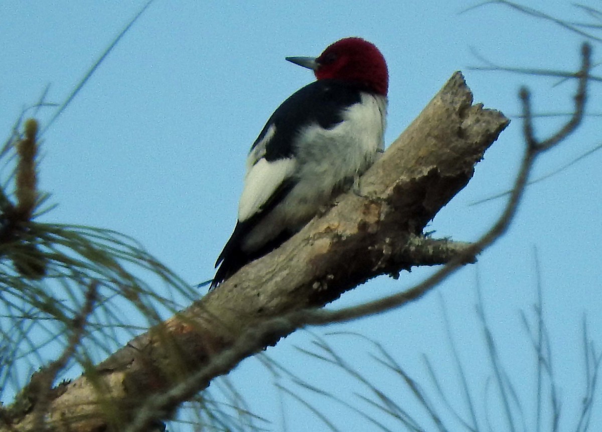 Red-headed Woodpecker - Doug Pfeiffer
