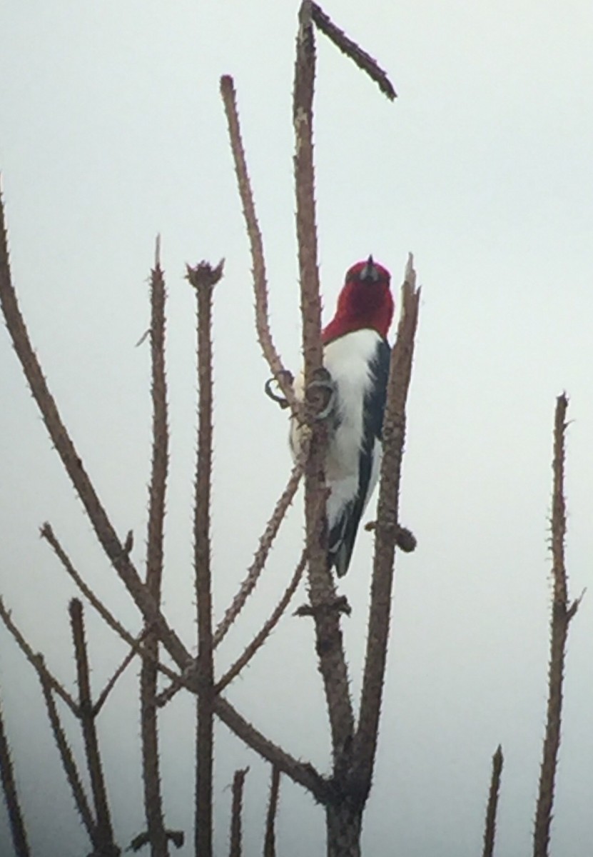 Red-headed Woodpecker - Mary Ratcliff