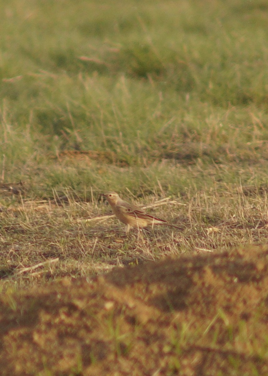 American Pipit - Claire H