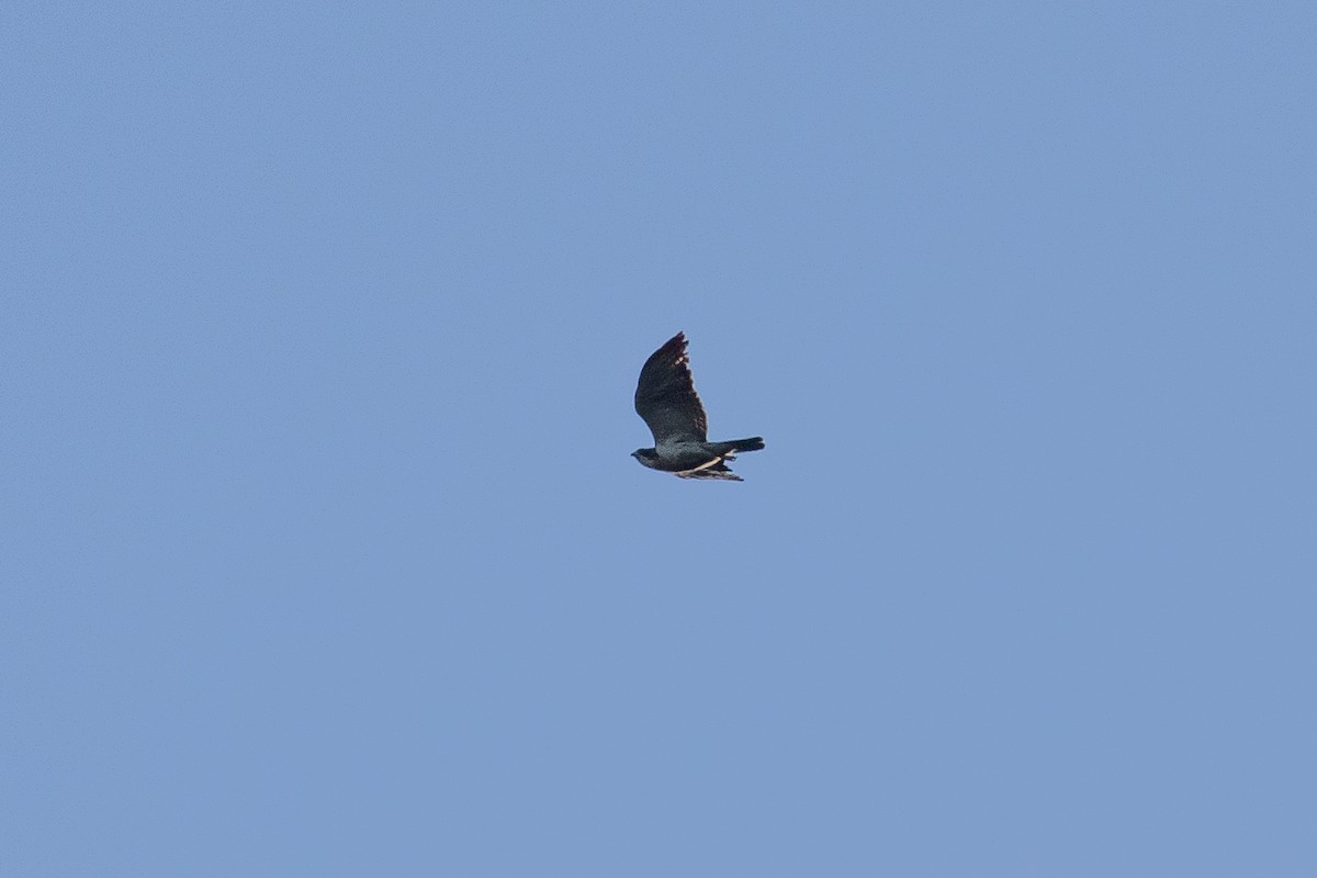 Short-tailed Hawk - ML153655871