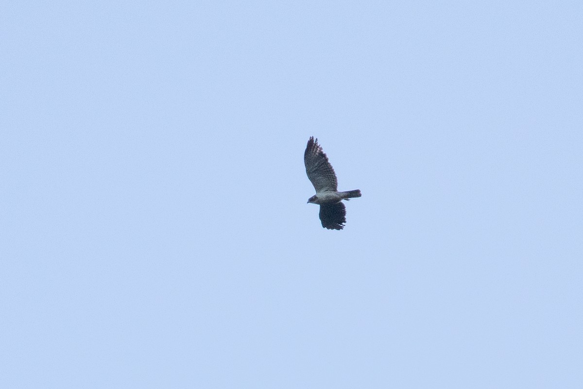 Short-tailed Hawk - ML153655881
