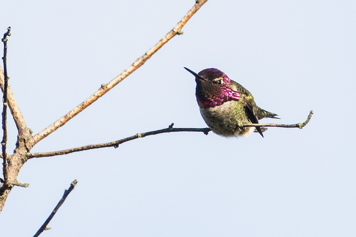 Anna's Hummingbird - Gerald Romanchuk