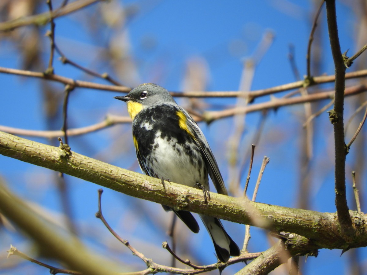 Yellow-rumped Warbler (Audubon's) - ML153656741