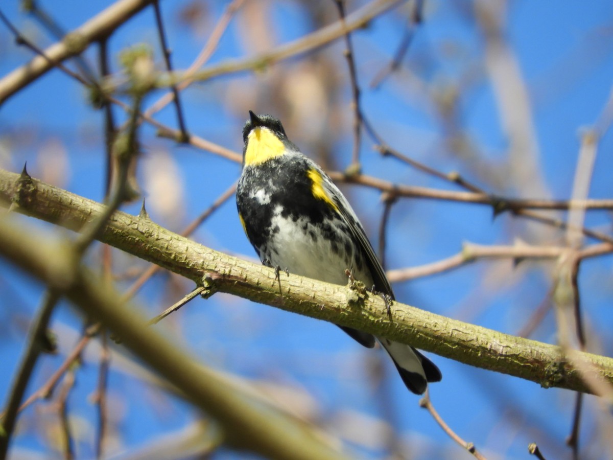 Yellow-rumped Warbler (Audubon's) - ML153656831