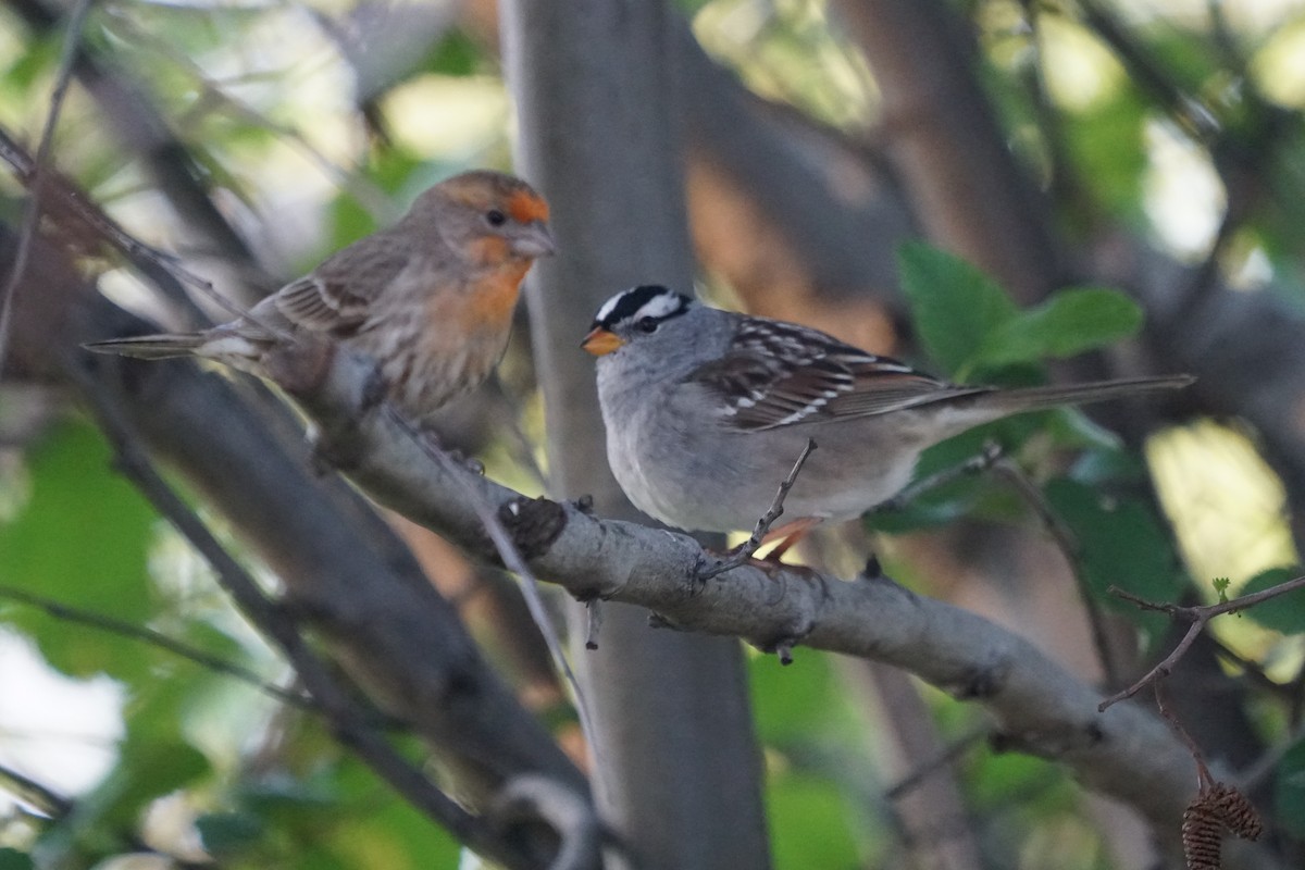 White-crowned Sparrow - ML153657031