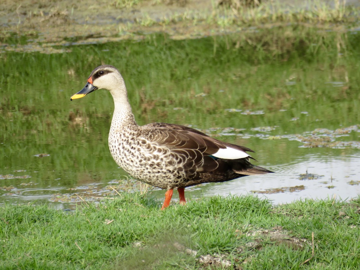 Indian Spot-billed Duck - ML153657201