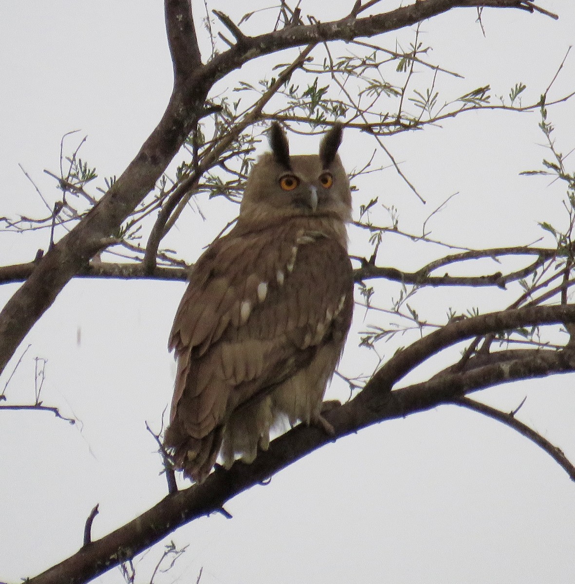 Dusky Eagle-Owl - Howard Laidlaw
