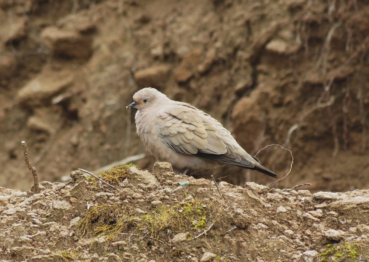 Black-winged Ground Dove - ML153657871