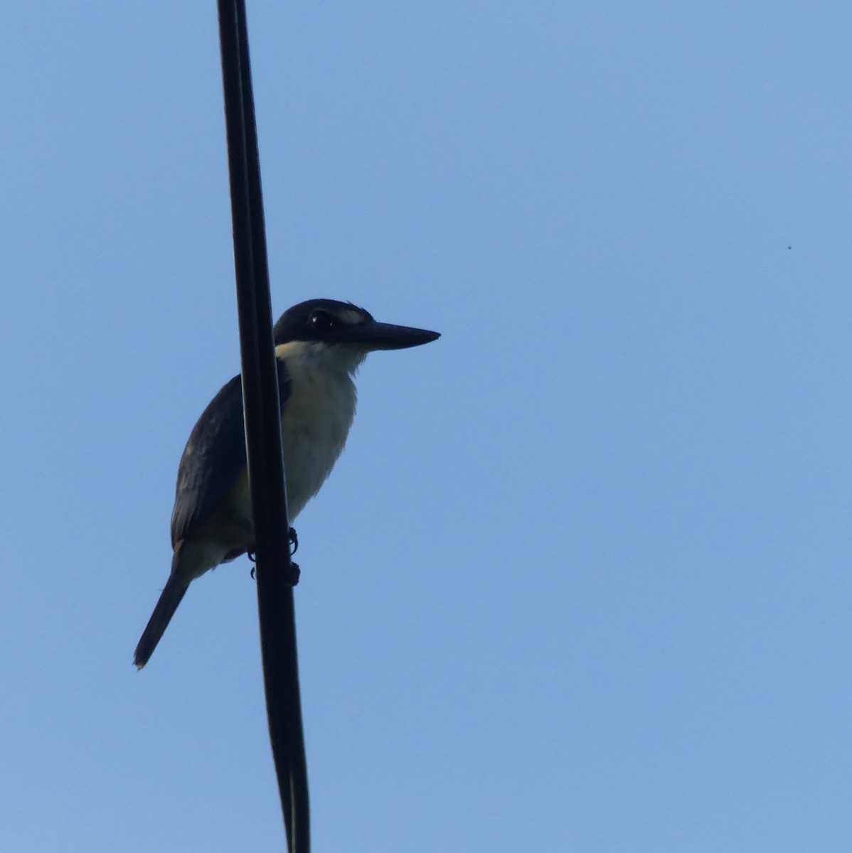 Flat-billed Kingfisher - Diana Flora Padron Novoa