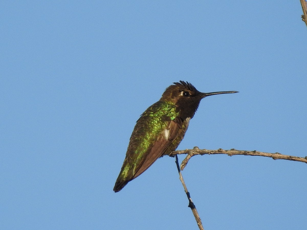 Anna's Hummingbird - H B³