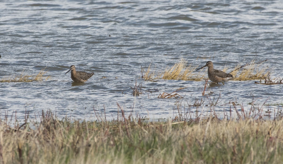 Long-billed Dowitcher - Rich and Lynne Glassford