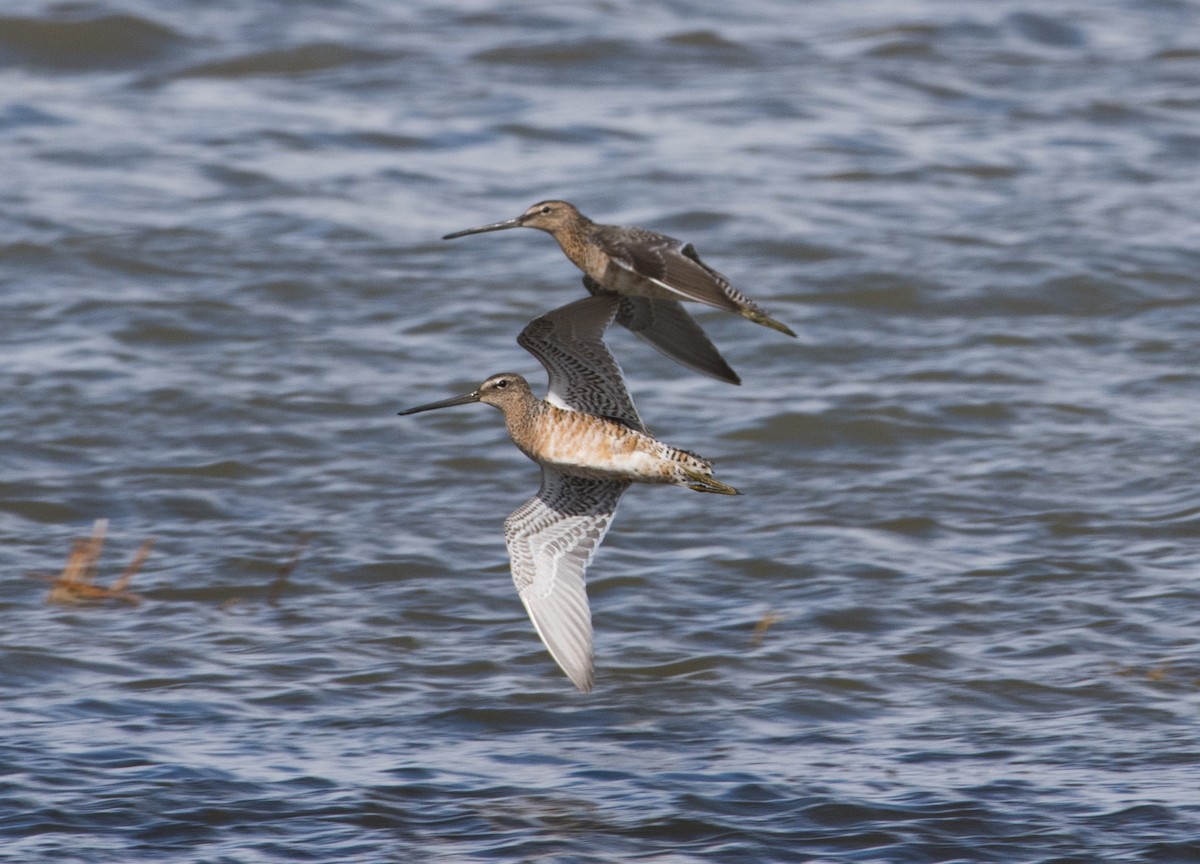 Long-billed Dowitcher - Rich and Lynne Glassford