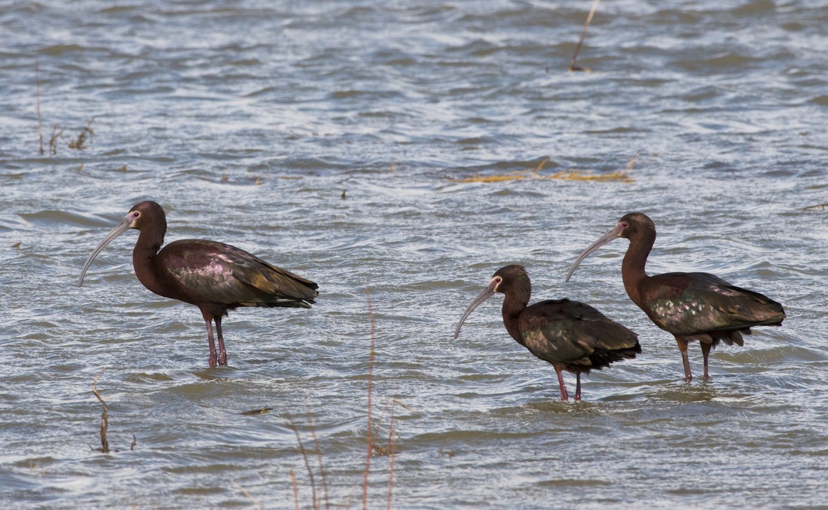 White-faced Ibis - Rich and Lynne Glassford