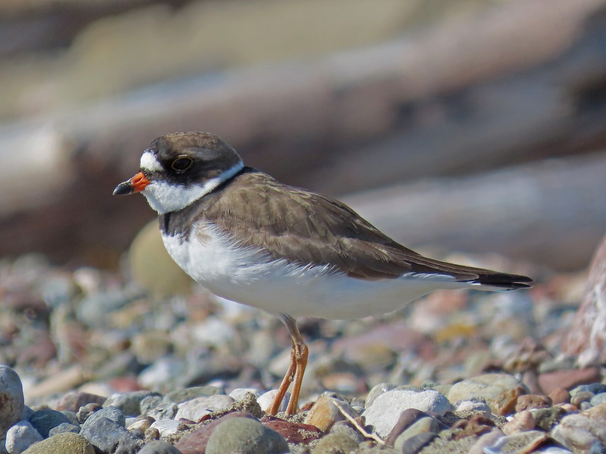 Semipalmated Plover - ML153660221