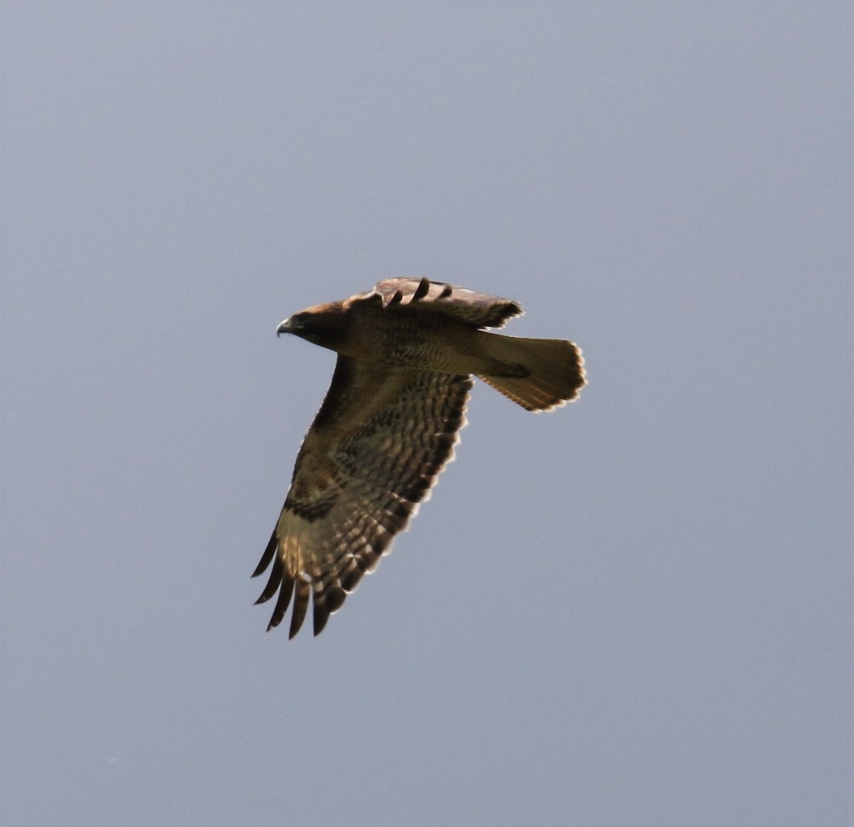 Red-tailed Hawk (calurus/alascensis) - ML153660451