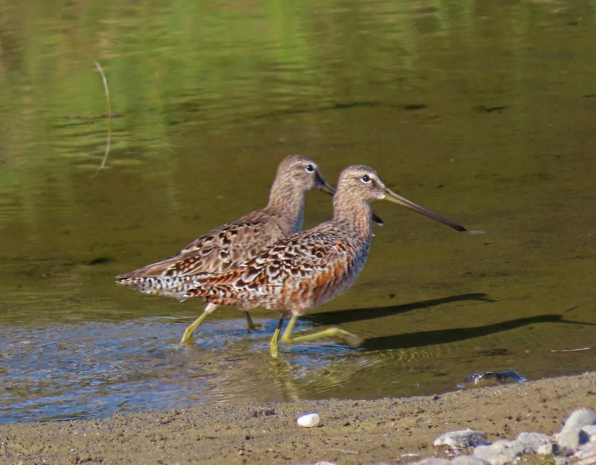 Long-billed Dowitcher - ML153660941
