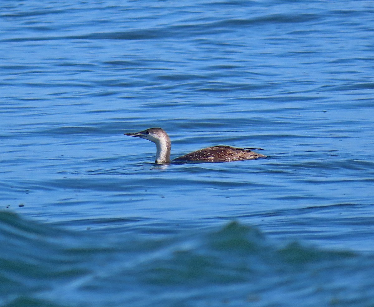 Red-throated Loon - ML153661061