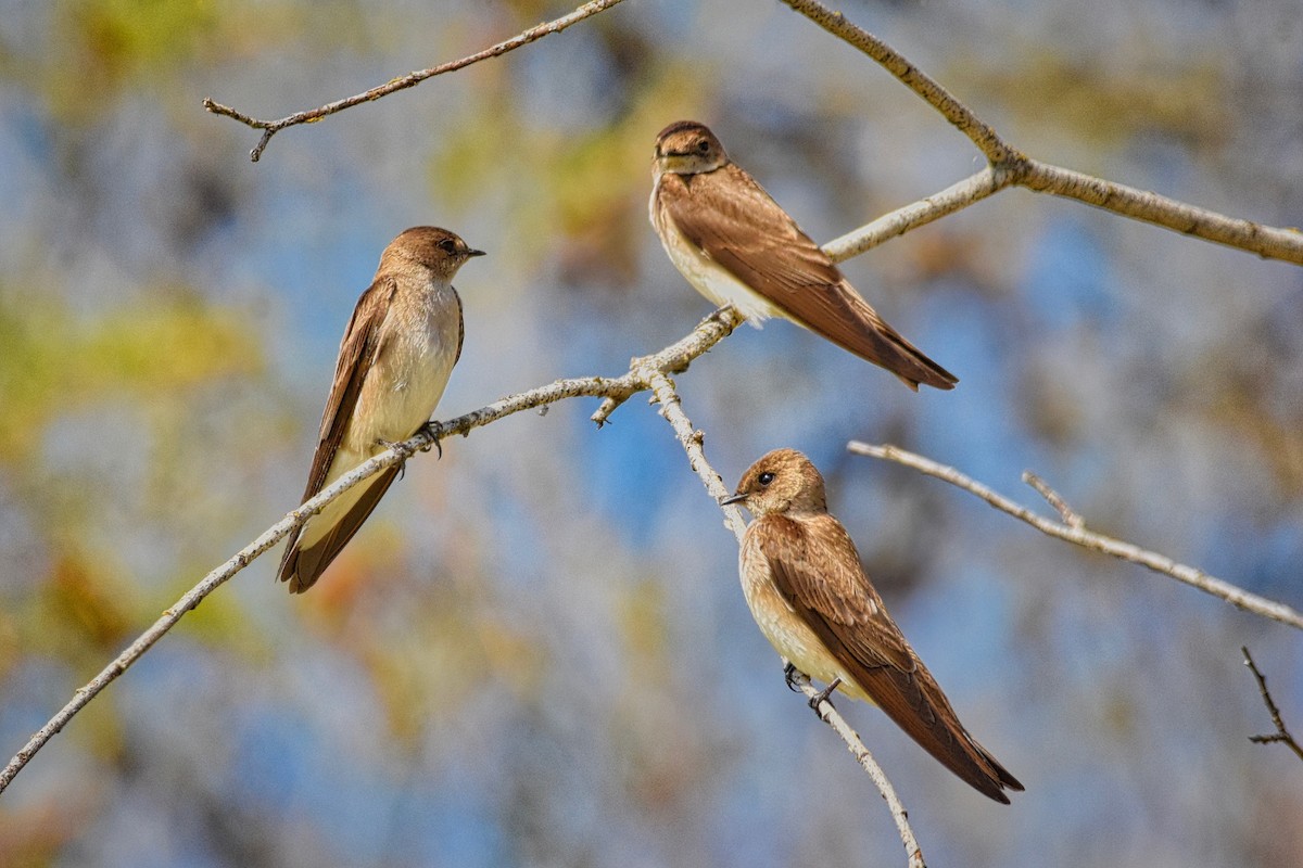 Northern Rough-winged Swallow - Roger Beardmore