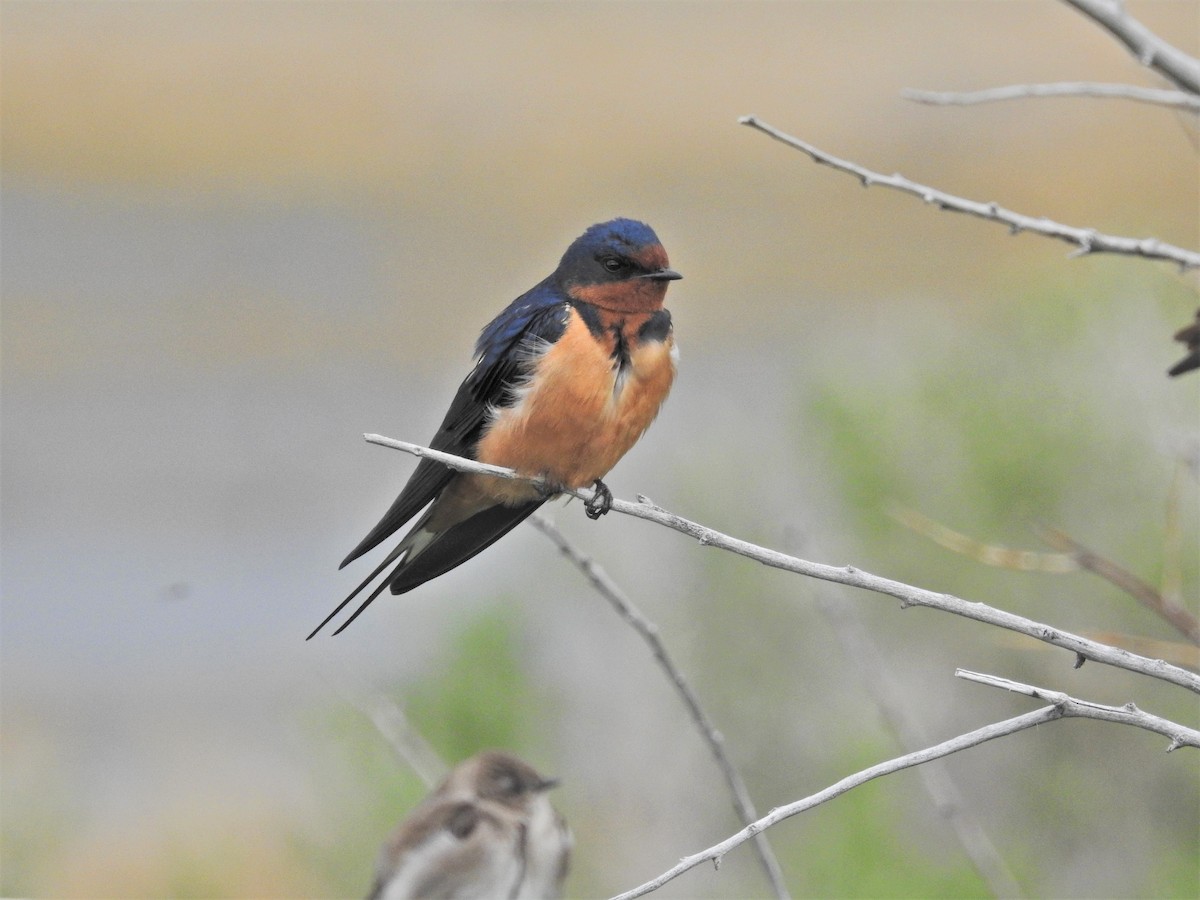 Barn Swallow (American) - 🦉Max Malmquist🦉