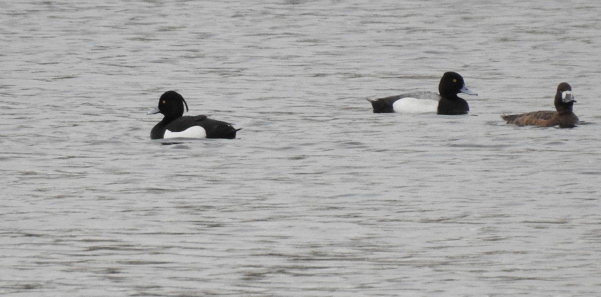 Tufted Duck - ML153661711