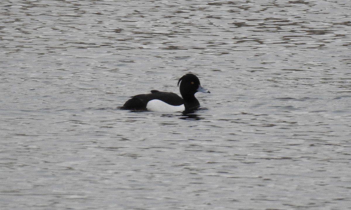 Tufted Duck - ML153661721
