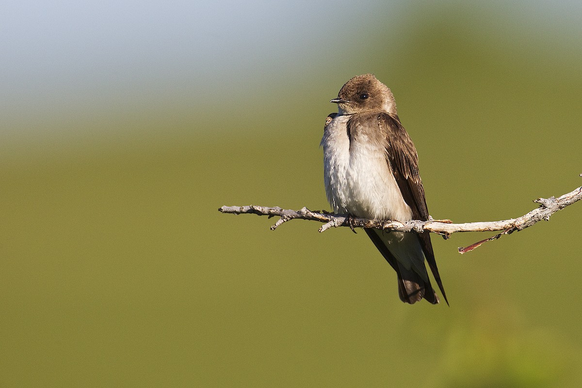Northern Rough-winged Swallow - Gerald Romanchuk
