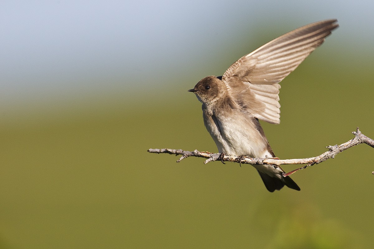 Northern Rough-winged Swallow - Gerald Romanchuk