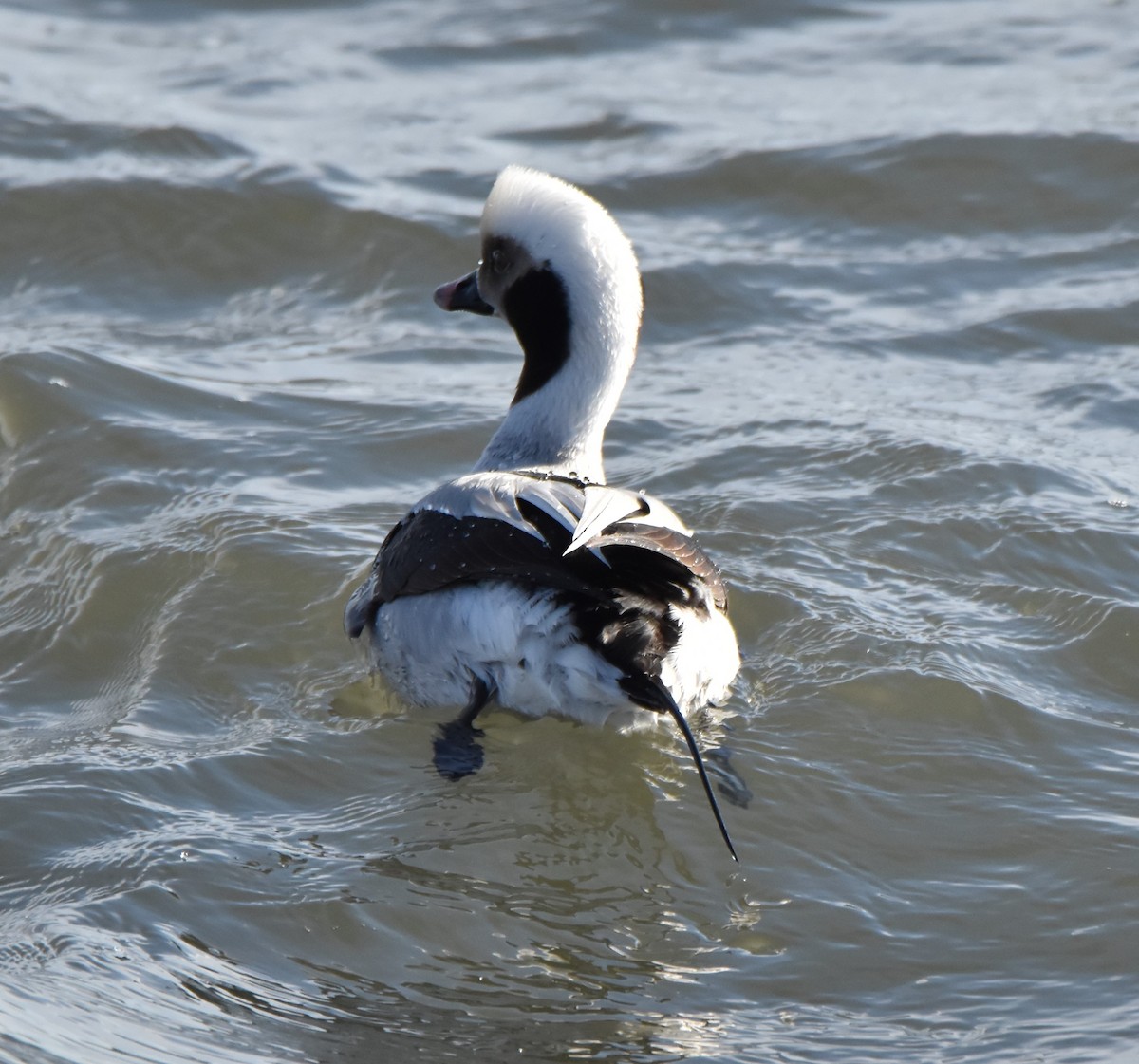 Long-tailed Duck - ML153663851