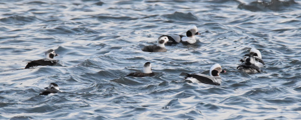 Long-tailed Duck - ML153663861