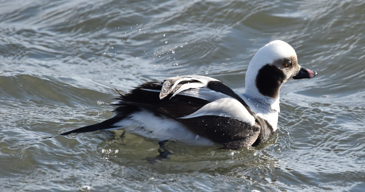 Long-tailed Duck - ML153663891