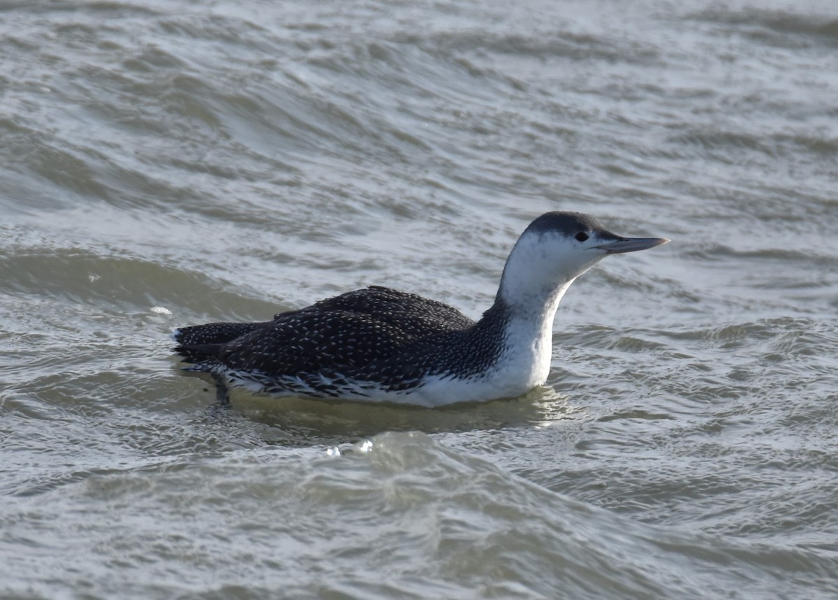 Red-throated Loon - ML153664201