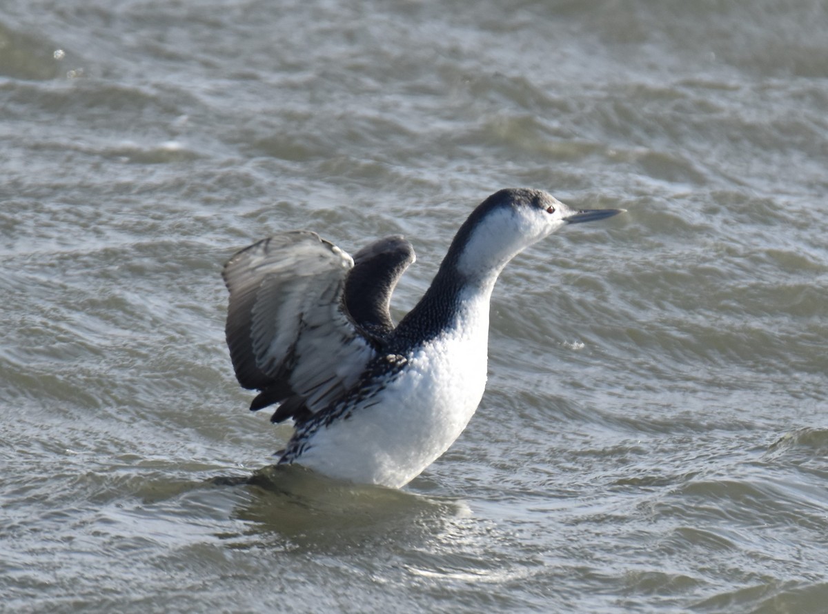 Red-throated Loon - ML153664231