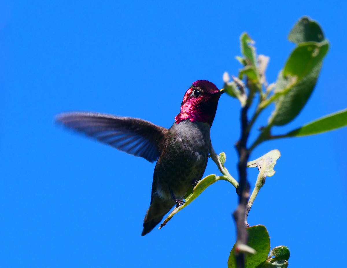 Anna's Hummingbird - Kent McDonald