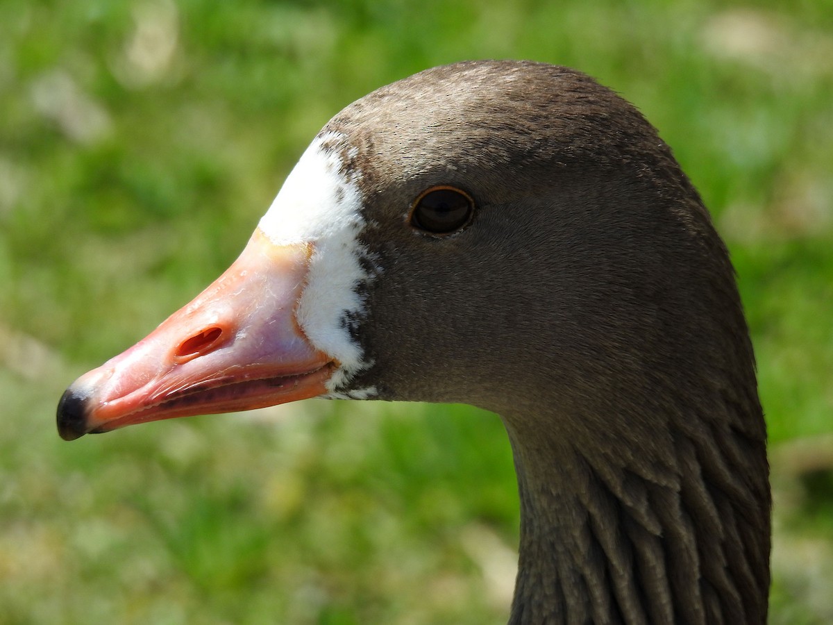 Greater White-fronted Goose - Andrew Birch