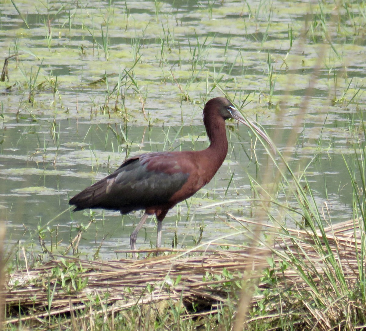 ibis hnědý - ML153664641